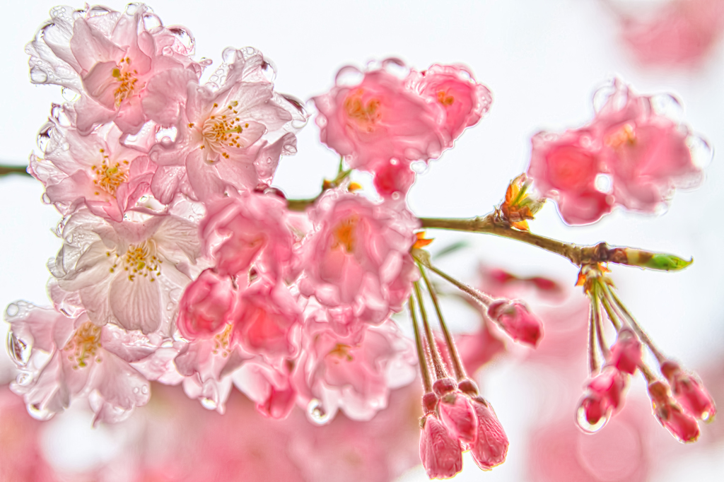 しっとり桜ちゃん