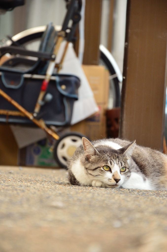 おすましさん