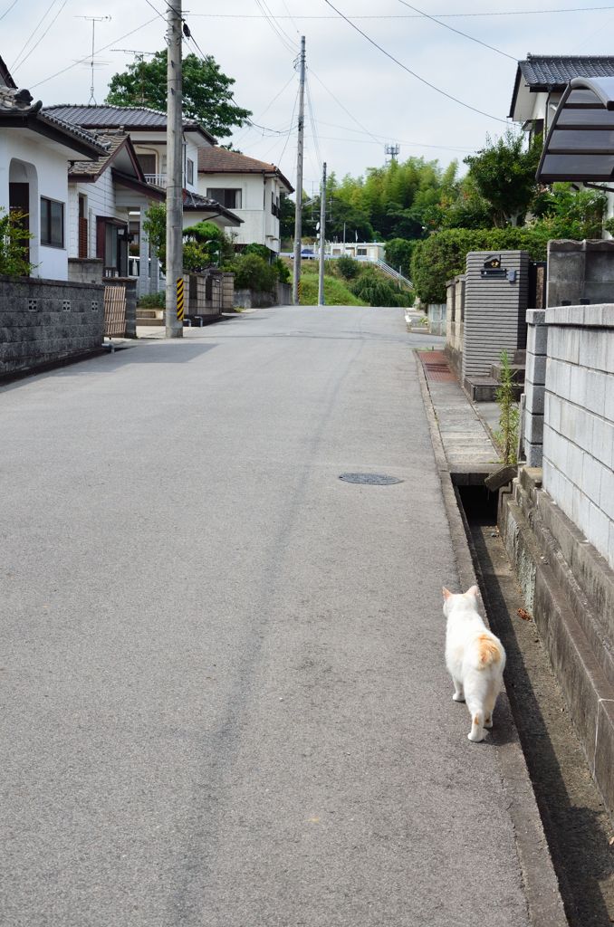 猫の居る日々