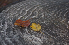 恋に似た落ち葉よ...