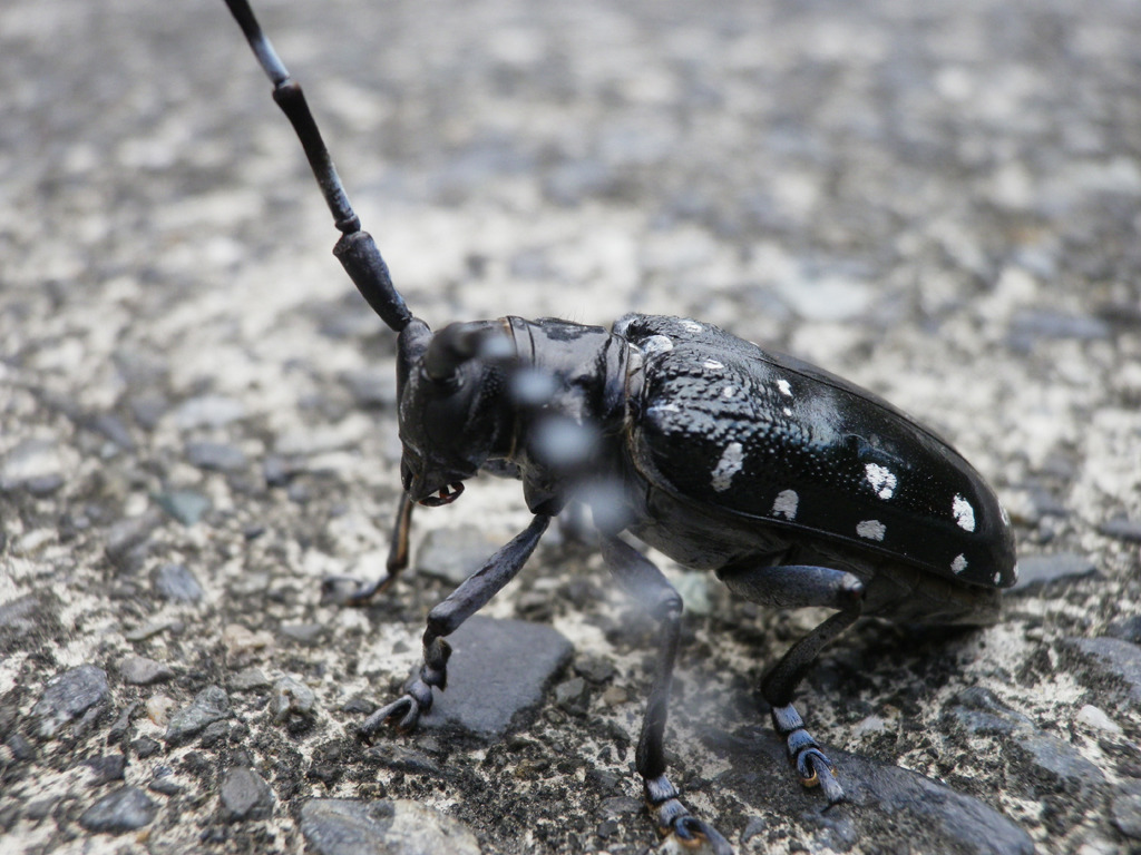 ゴマダラカミキリ　IMGP0217