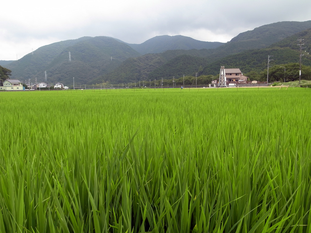 rice field