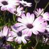 white & violet RIMG0065