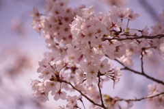 桜 IMGP0763