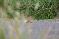 またーり