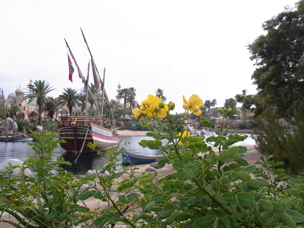 yellow flower & uncontrolled sail boat