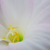 White IMGP0108