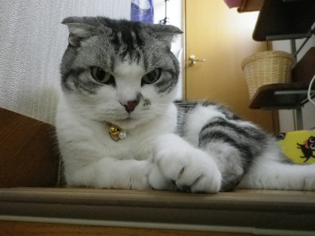 くつろぐ　IMGP0224