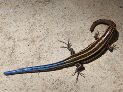 prey on angleworm