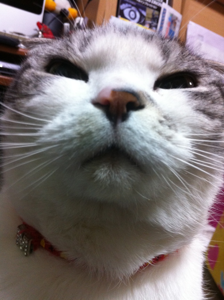 Kiss Me
