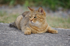 ぺたん