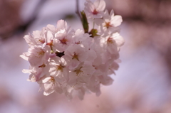 ブーケ　IMGP0773