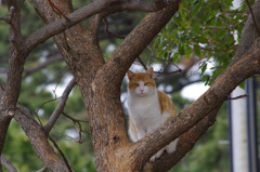 on the tree IMGP0051
