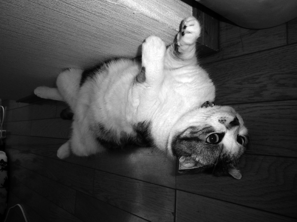 mimi the cat 0