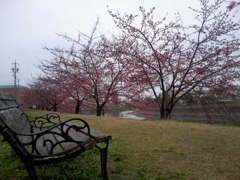 20120318_河津桜（葵桜）