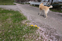 20120415奥山田_