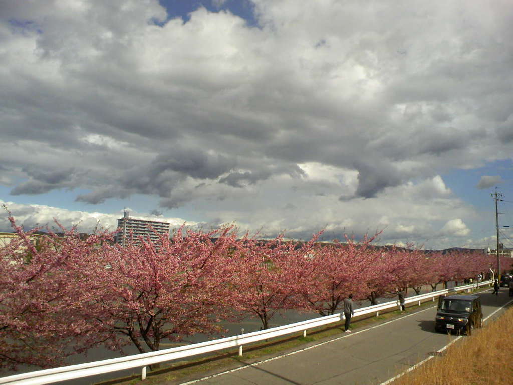 20120324_葵桜_河津桜_T13g
