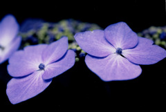 がく紫陽花1