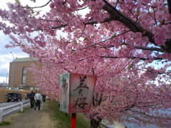 20120324_葵桜_河津桜_T12g