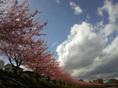 20120324_葵桜_河津桜_T08