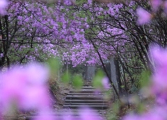 2012萩_善住禅寺　小道