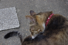 猫ちゃん☆