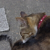 猫ちゃん☆