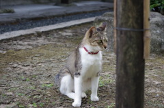 かわいい☆