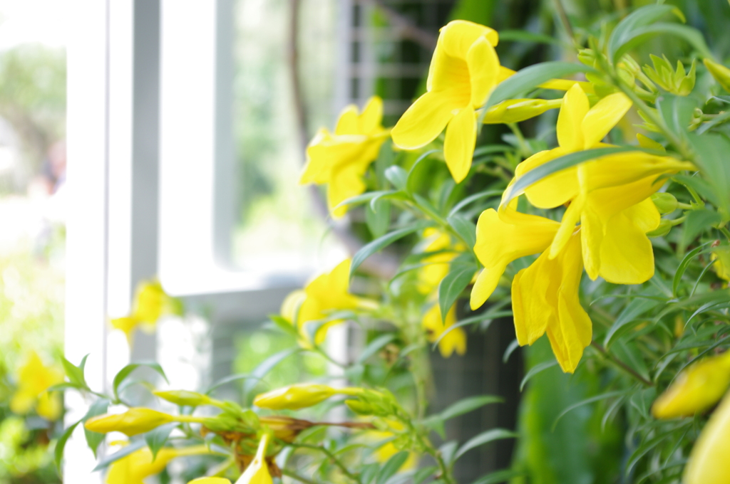花★