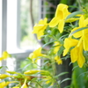 花★