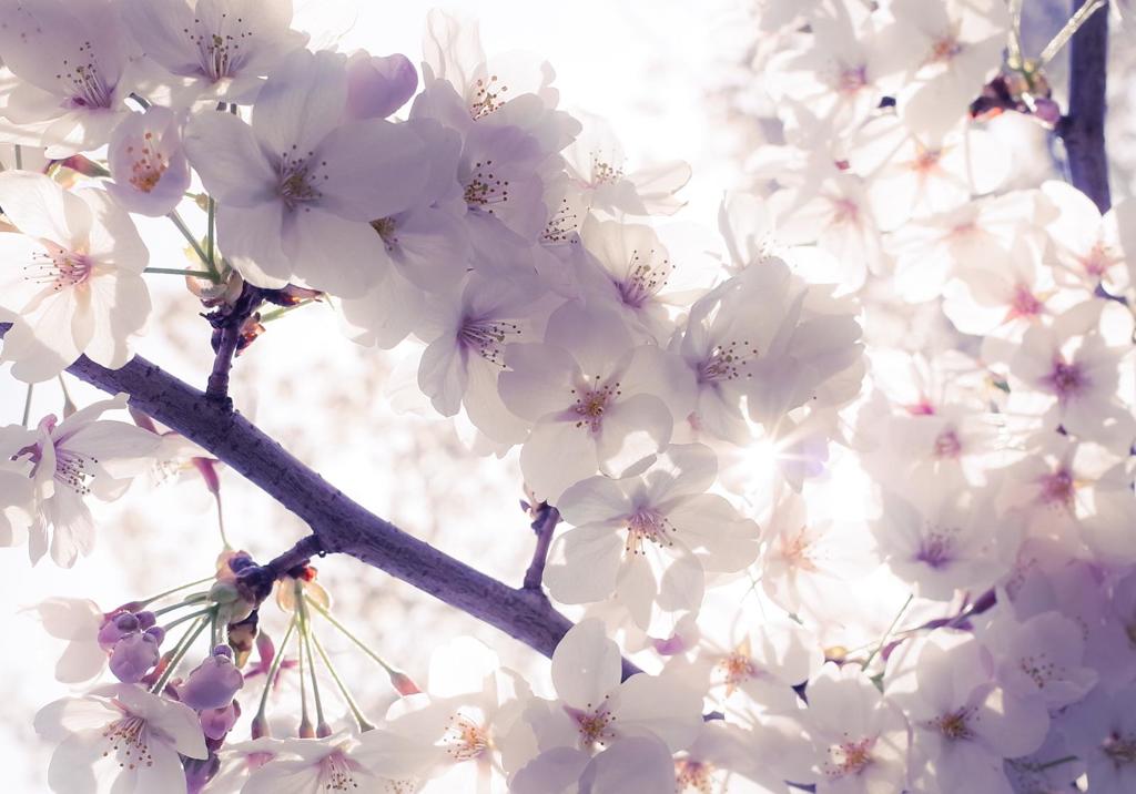 桜 平成31年 #02