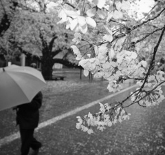 春雨桜