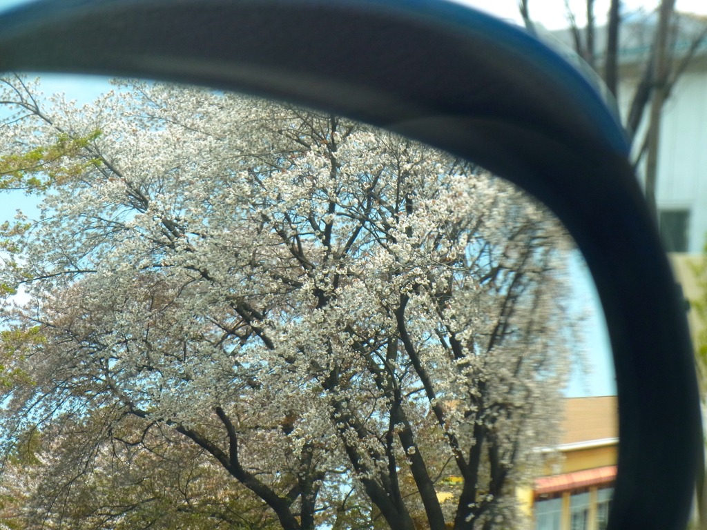 今年の桜 / looking-back-mirror
