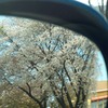 今年の桜 / looking-back-mirror