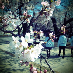 今年の桜 / 花の盛りに