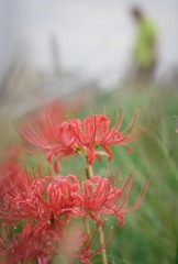 土手に咲く彼岸花