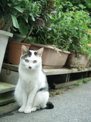 やっぱり…ネコが