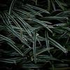 植物実験 #31
