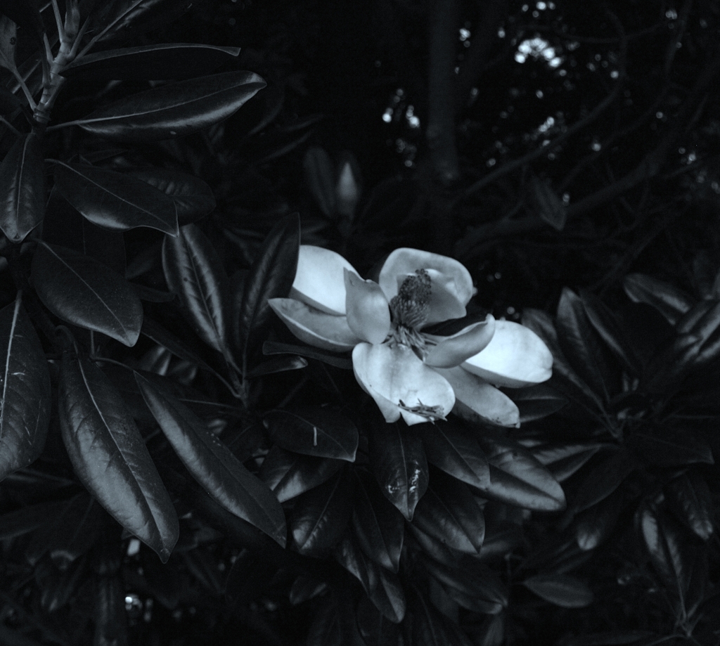 A Withering White Flower