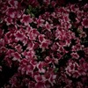 花 I