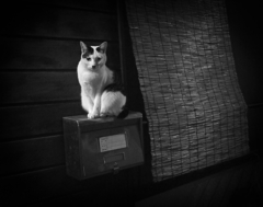 A Cat at Night