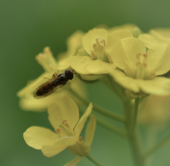 Yellow & Green