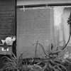 ネコと郵便受け