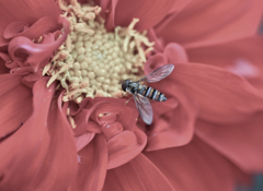 Red Petals #01