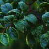 植物実験 #06