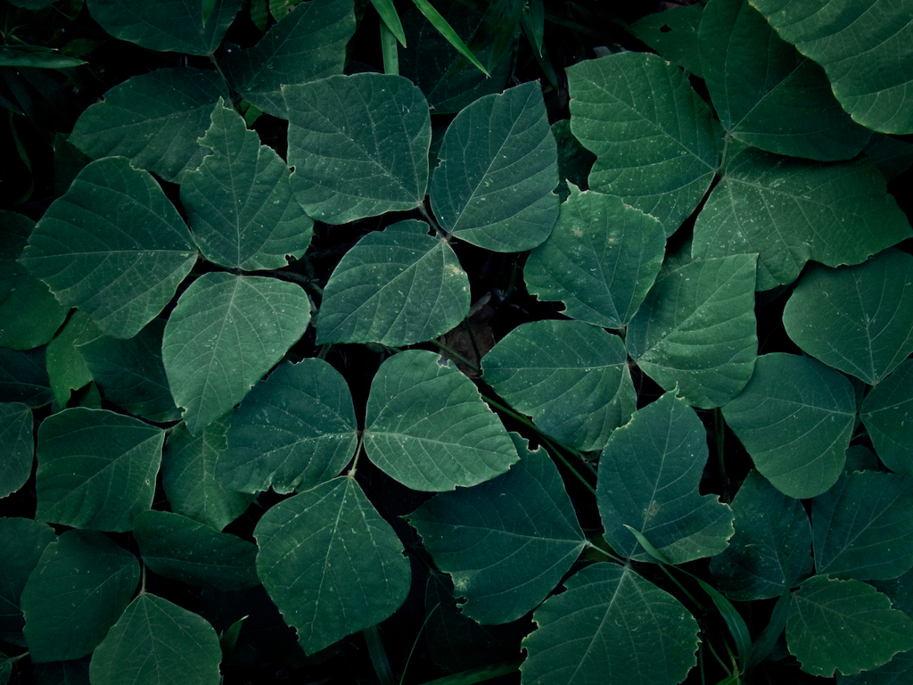 植物実験 #21