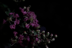 夜の植物園 #01