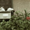 ネコと郵便受け #02