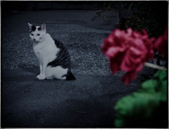 夜猫