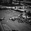 アタシの日常
